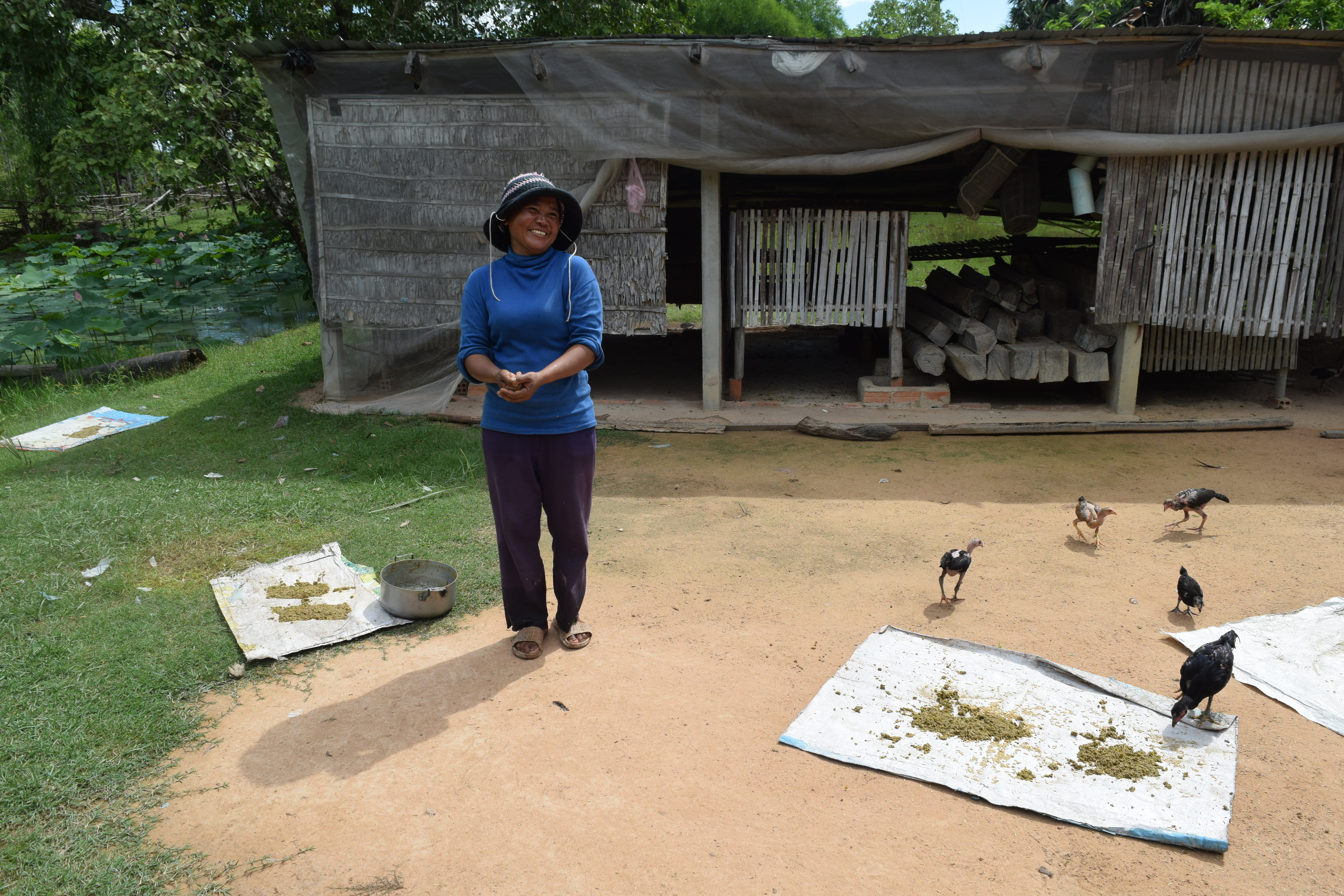Picture of Mok Samun demonstrates how she feeds her chickens with feed that she makes herself from ingredients that she grows on her farm.